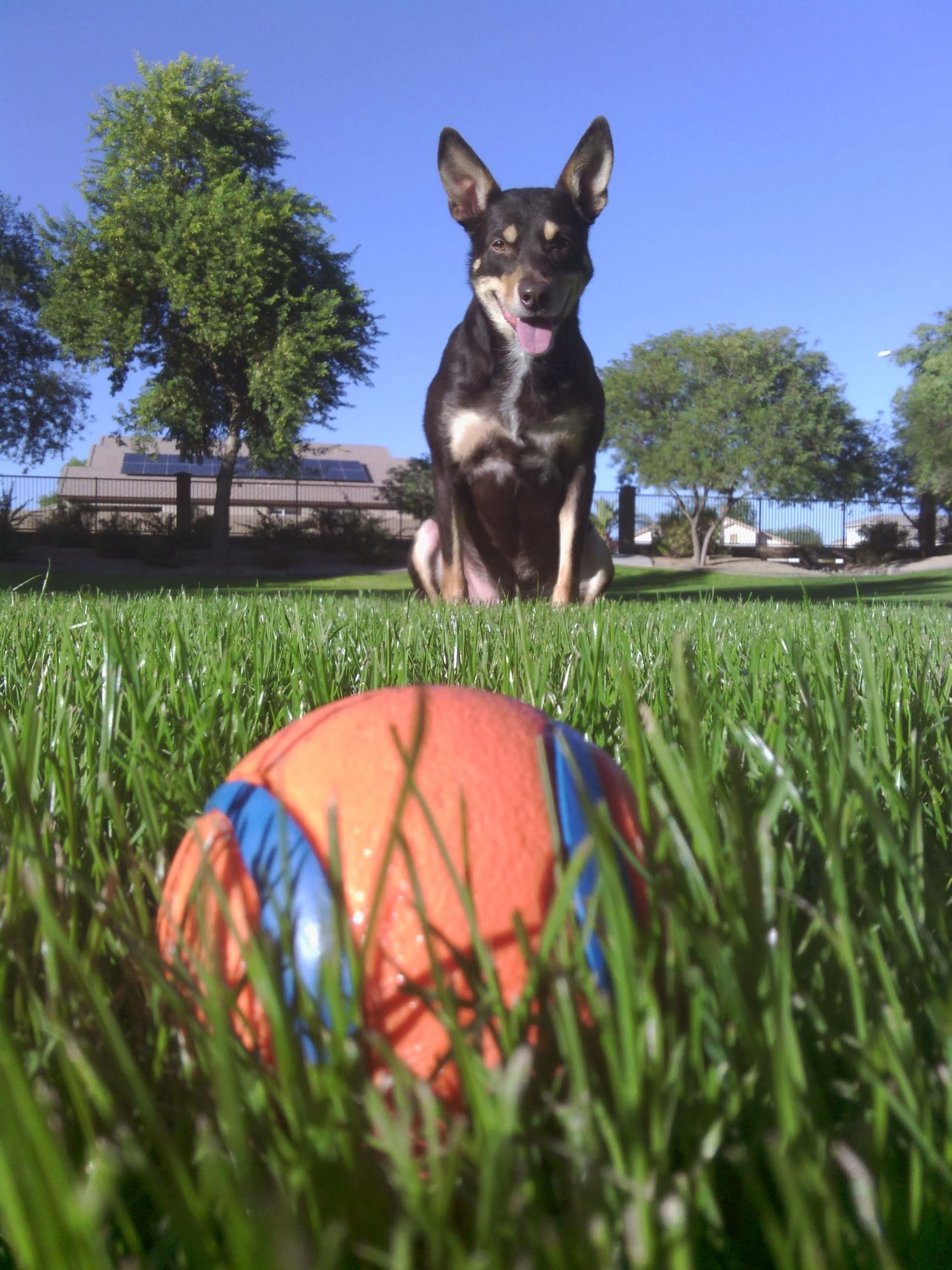 Dog in an Arizona park with a ball